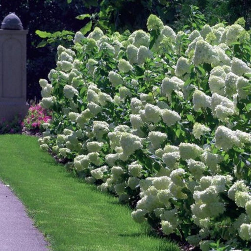 Limelight Hardy Hydrangea