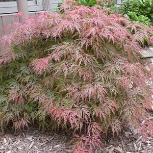 Orangeola Japanese Maple