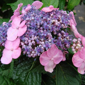 Endless Summer Twist-n-Shout Hydrangea