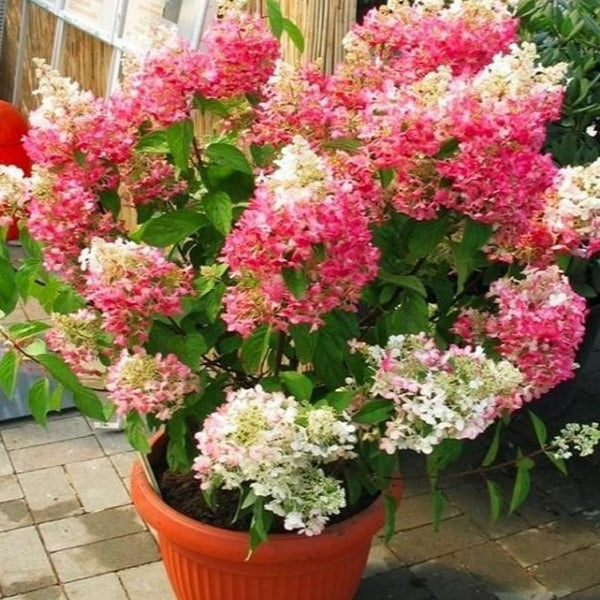 Pinky Winky Hydrangea 