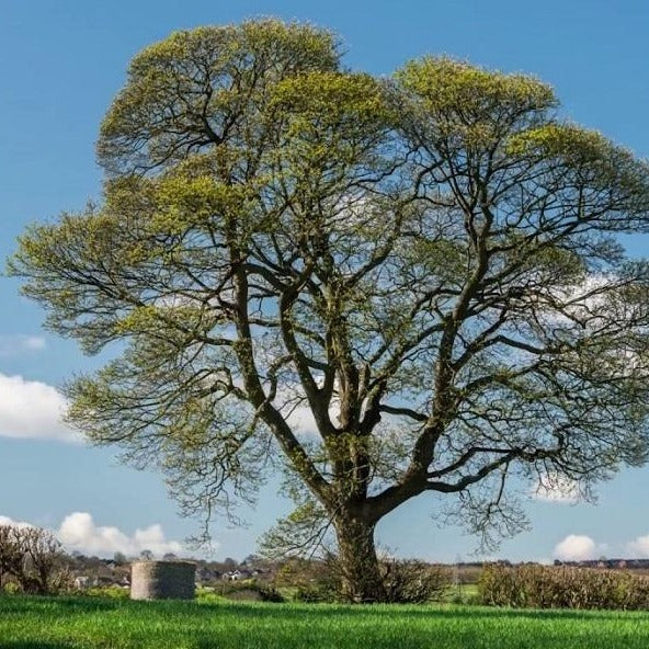 American Sycamore Tree - PlantingTree