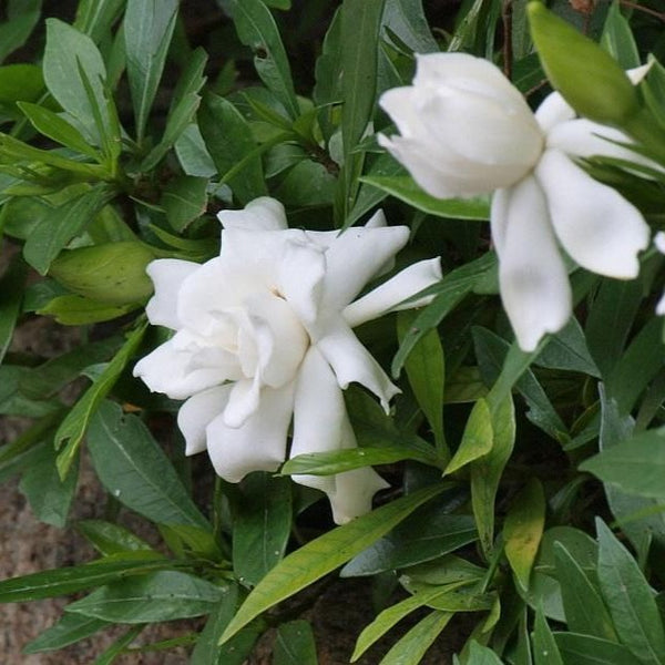 Gardenia Radicans | Dwarf Radicans Gardenia - 1 Gallon
