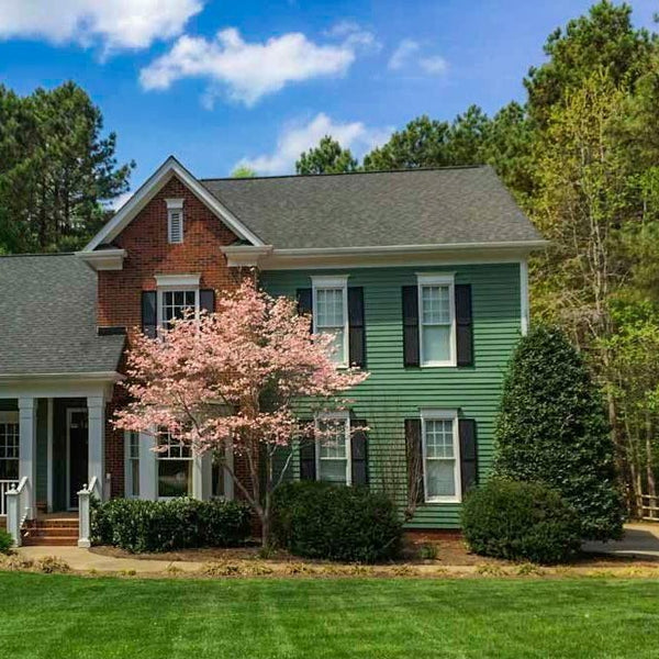 Nellie Stevens Holly in landscaping