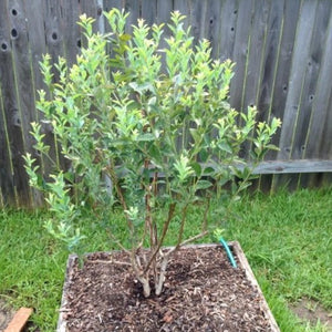 Brightwell Blueberry Bush