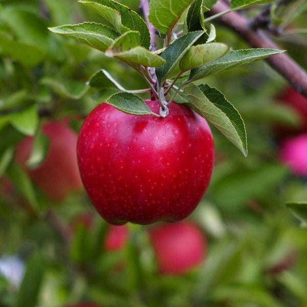 halvt konkurrenter Fancy Red Delicious Apple Tree - PlantingTree
