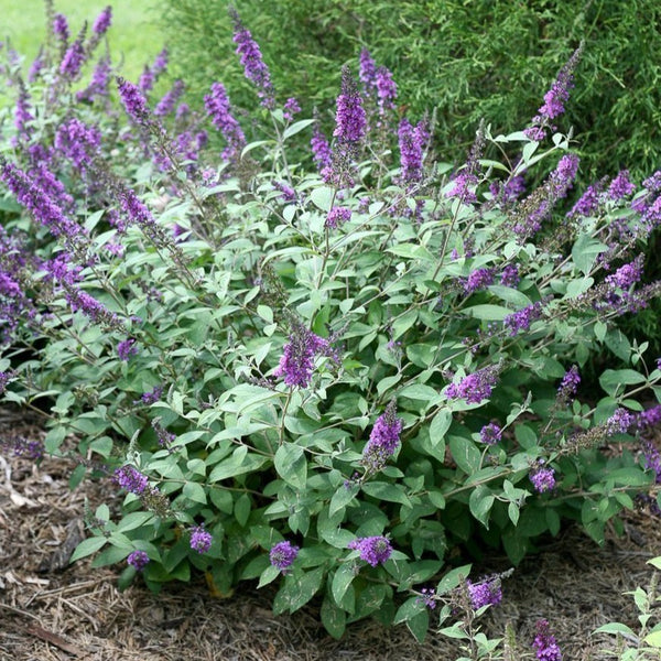 Lo and Behold Blue Chip Jr Butterfly Bush