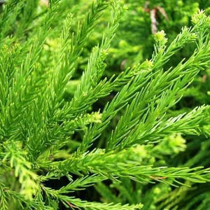 Cryptomeria Radicans