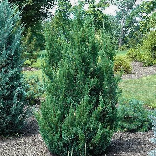 Image of Blue Point Juniper Shrub