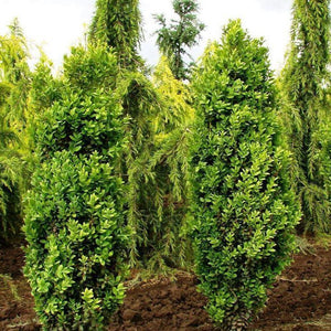 Graham Blandy Boxwood