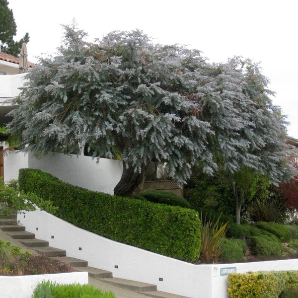 Silver Dollar Eucalyptus