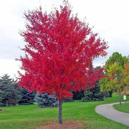 Autumn Blaze Maple