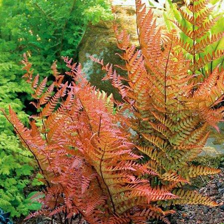 Brilliance Autumn Fern - PlantingTree