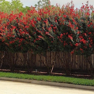 Dynamite Crape Myrtle
