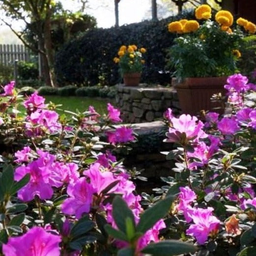 Autumn Royalty Encore Azalea