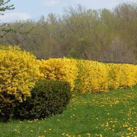 fertilizer for forsythia plants Lynwood Gold Forsythia | Yellow Fast-Growing Shrub