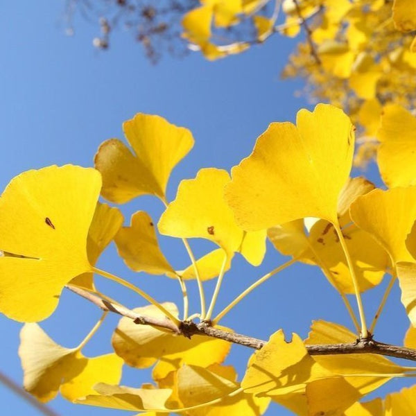 Ginkgo Tree