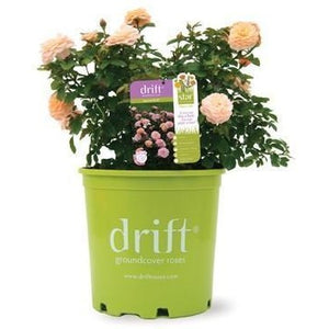 Apricot Drift Roses