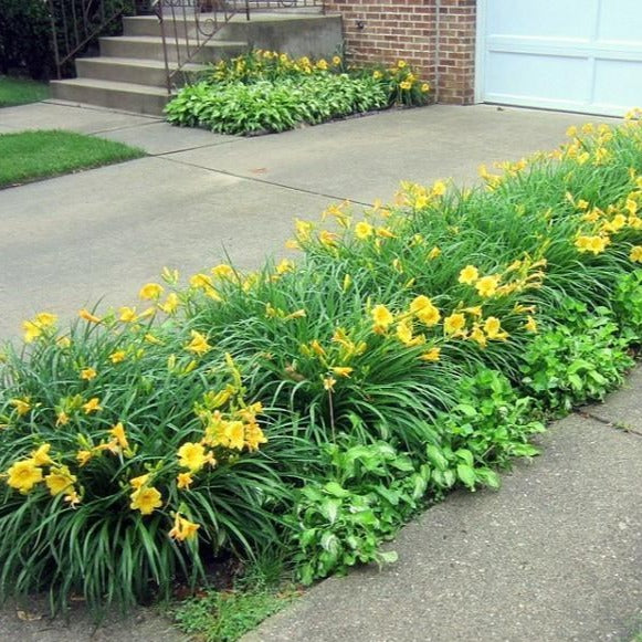 stella lily flower Stella de Oro Daylily | Rich Golden Yellow Flowers