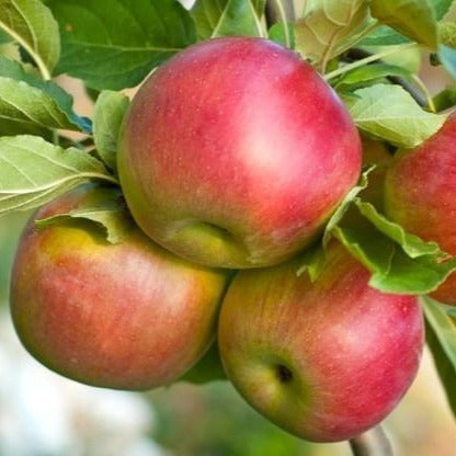 Fuji Apple Tree  Grow Organic Apples At Home - PlantingTree