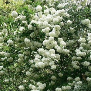 Chinese Snowball Viburnum