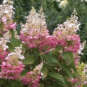 Pinky Winky Hydrangea 
