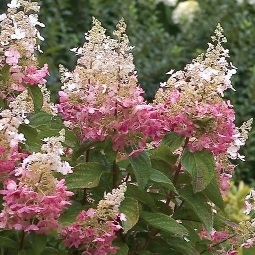 Pinky Winky Hydrangea 