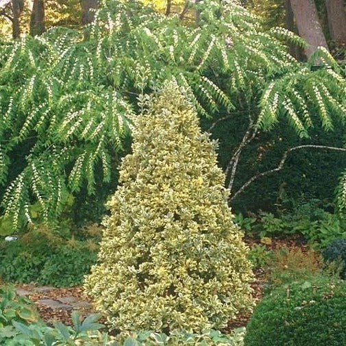 Silver King Euonymus