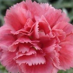 Super Trouper Silver Pink Dianthus