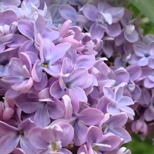 Common Lilac