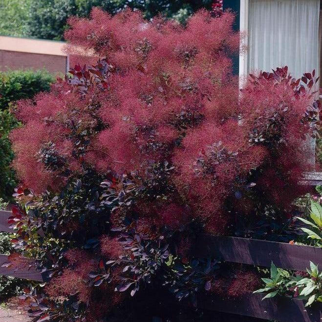planting a smoke tree Royal Purple Smoke Tree