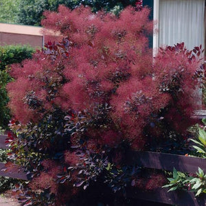 Royal Purple Smoke Tree