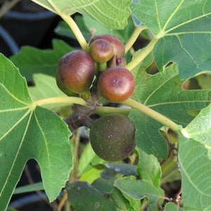 Little Miss Figgy Fig Tree