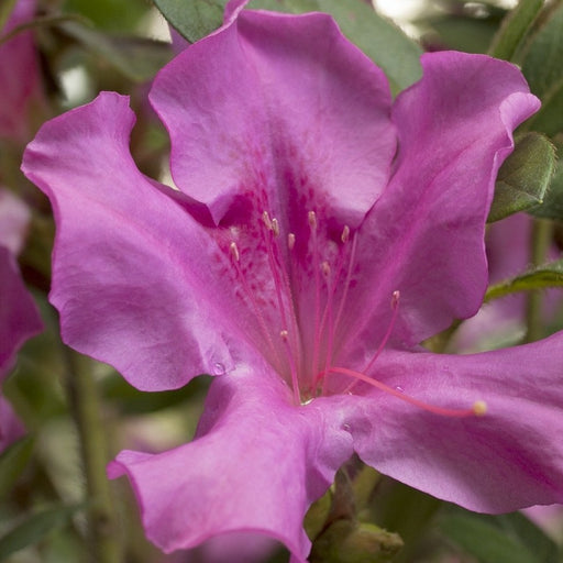 Autumn Royalty Encore Azalea (photo by Encore® Azalea)