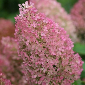 Bobo Hydrangea