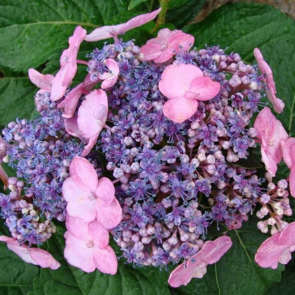 Image of Twist N Shout hydrangea in full bloom, with large pink and blue flowers
