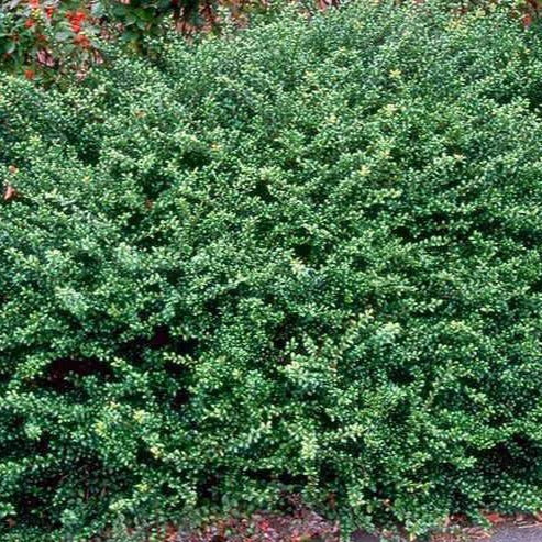 Compact Japanese Holly 