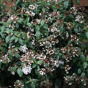 Spring Bouquet Viburnum