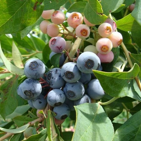 self fertile blueberry plants Brightwell Blueberry Bush | Brightwell Blueberry
