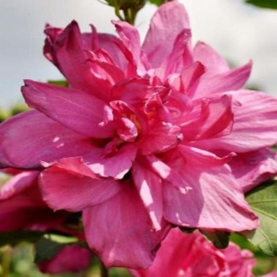 Double Red Rose of Sharon Tree