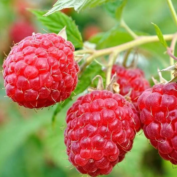 Heritage Raspberry Bush