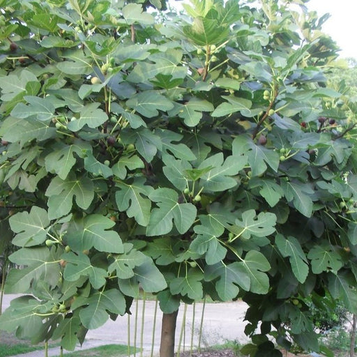 Celeste Fig Tree