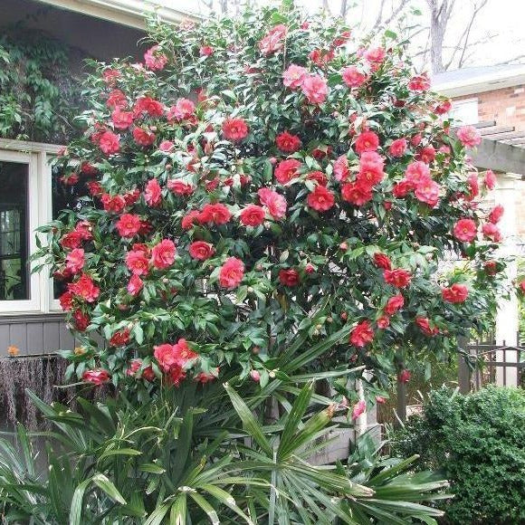 Red Camellia Tree Camellia Tree Guide Growing Camellias, ID Charts,
