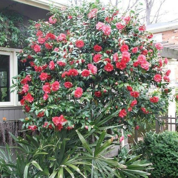 Greensboro Red Camellia - 3 Gallon - PlantingTree