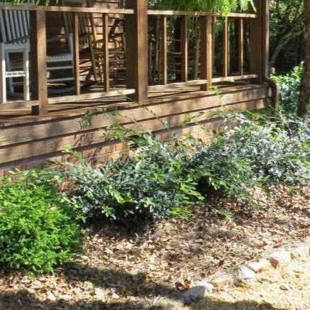 jade plant in shade Vintage Jade Distylium