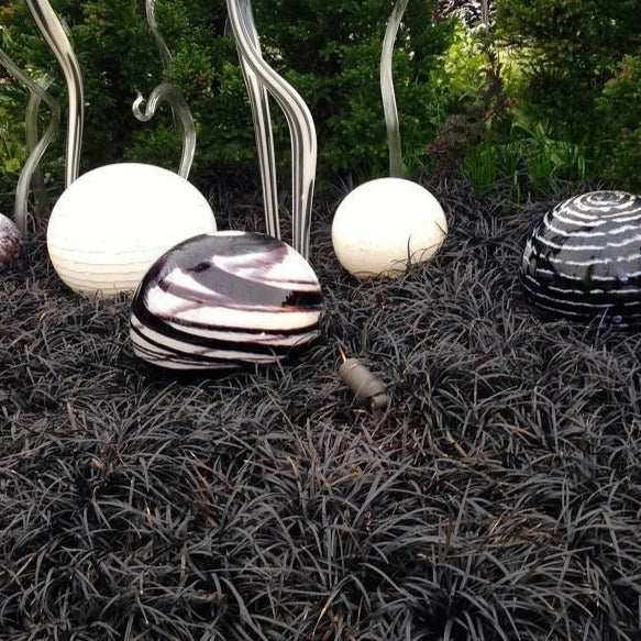 Black Mondo Grass