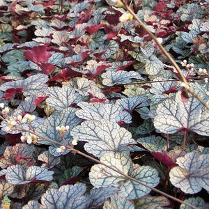 Silver Scrolls Heuchera 