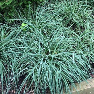 Carex Blue Zinger Sedge