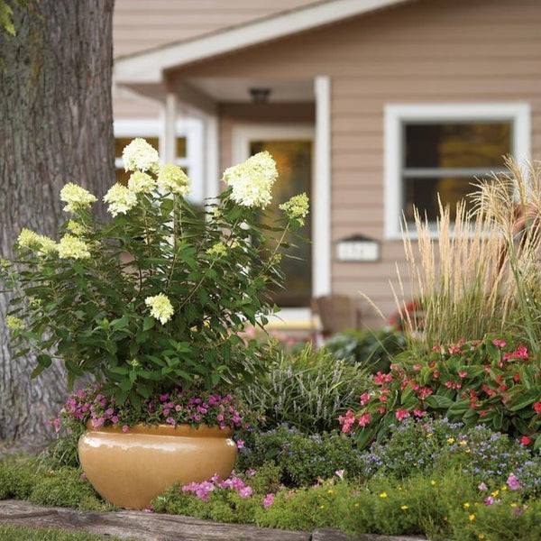 Limelight Hardy Hydrangea