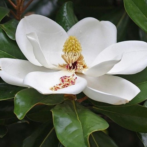 Southern Magnolia