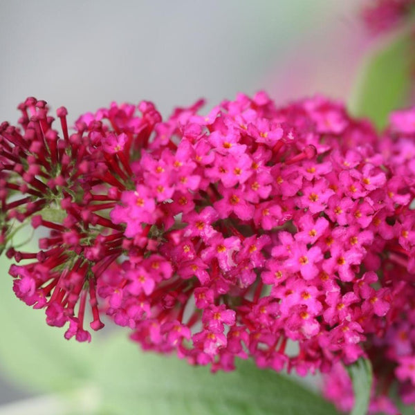Miss Molly Butterfly Bush